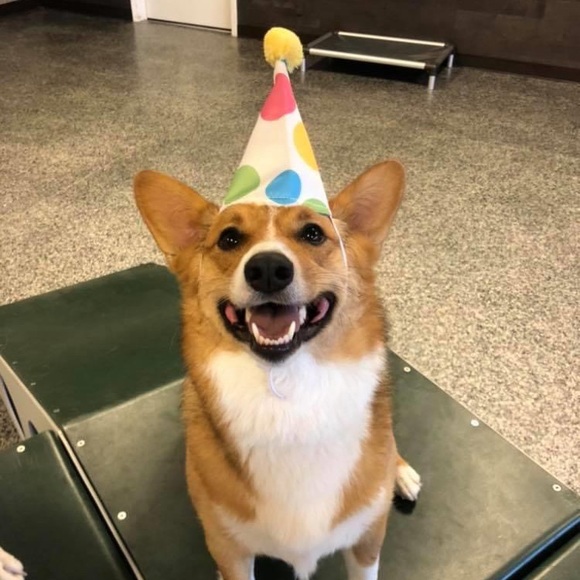 Meet your Posher, Rosie the Corgi - Picture 2 of 10